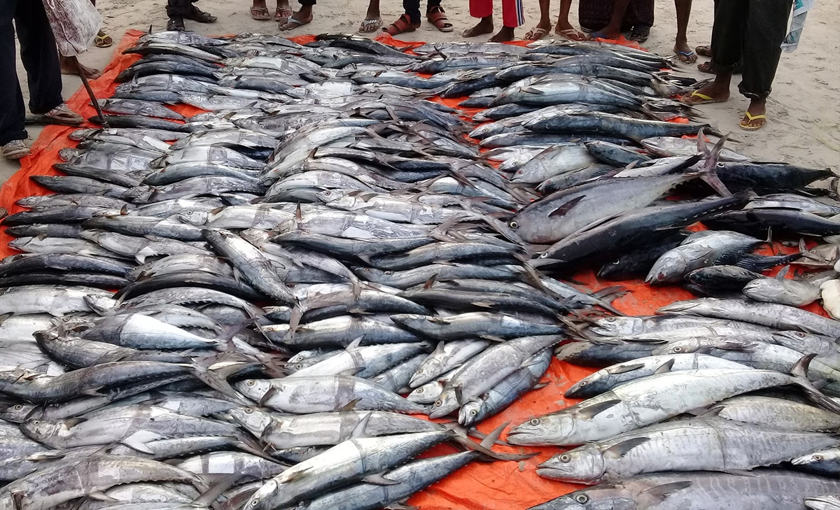 Mogadishu Fish Market